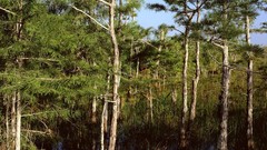 Landscapes nature forests