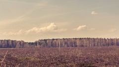 Landscapes nature forests