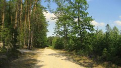 Landscapes nature forests