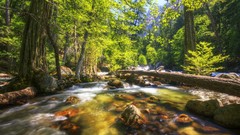 Landscapes nature forests