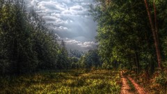 Landscapes nature forests