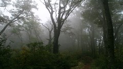 Landscapes nature forests