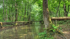 Landscapes nature forests