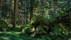 Landscapes nature forests