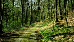 Landscapes nature forests