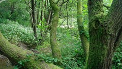 Landscapes nature forests