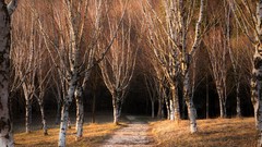 Landscapes nature forests