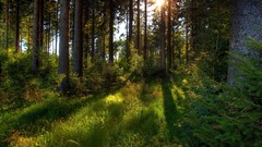 Landscapes nature forests