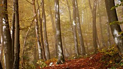 Landscapes nature forests