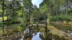 Landscapes nature forests