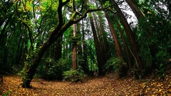 Landscapes nature forests