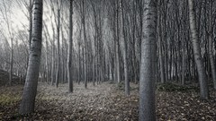 Landscapes nature forests