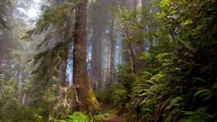 Landscapes nature forests