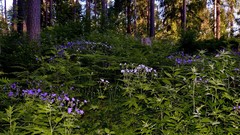 Landscapes nature forests