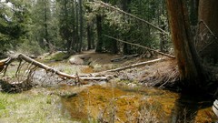 Landscapes nature forests