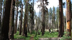 Landscapes nature forests