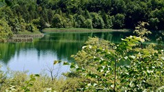 Landscapes nature forests