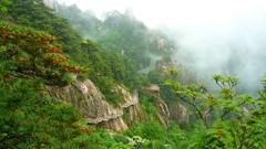 Landscapes nature forests