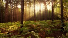 Landscapes nature forests