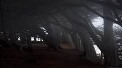 Landscapes nature forests