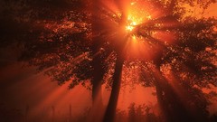 Landscapes nature forests