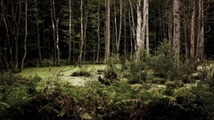 Landscapes nature forests