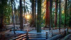 Landscapes nature forests