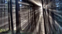 Landscapes nature forests