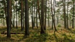 Landscapes nature forests