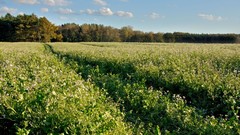 Landscapes nature forests crops