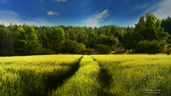 Landscapes nature forests fields