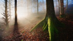 Landscapes nature forests leaves