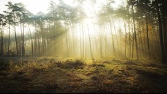Landscapes nature forests light rays