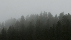 Landscapes nature forests mist