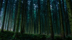 Landscapes nature forests morning view