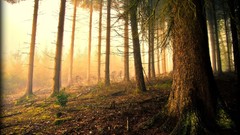 Landscapes nature forests moss