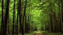 Landscapes nature forests paths