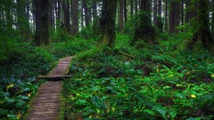 Landscapes nature forests paths