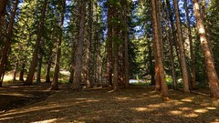 Landscapes nature forests pine trees