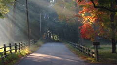 Landscapes nature forests roads