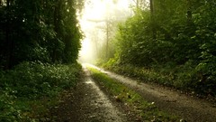 Landscapes nature forests roads