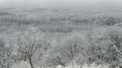 Landscapes nature forests snow