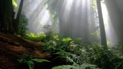 Landscapes nature forests sunlight