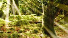 Landscapes nature forests sunlight