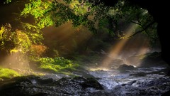 Landscapes nature forests sunlight