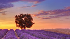 Landscapes nature France English lavender provence lone tree