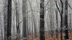 Landscapes nature frost forests fallen leaves