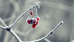 Landscapes nature Frozen widescreen fruits