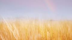 Landscapes nature gold sky wheat ears