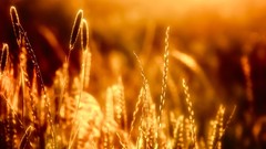 Landscapes nature gold spikelets